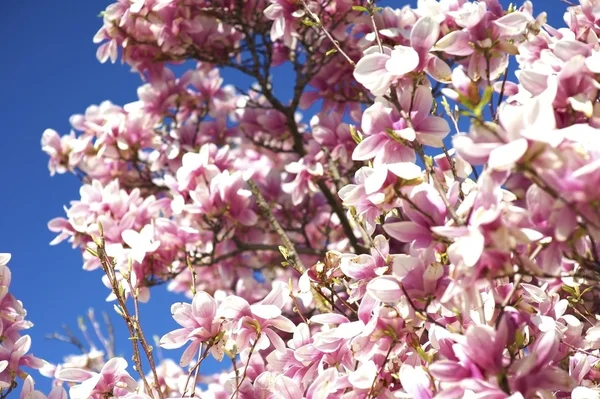 Magnolia floreciente —  Fotos de Stock