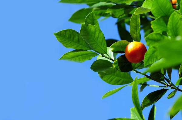 Fruta de mandarina — Foto de Stock