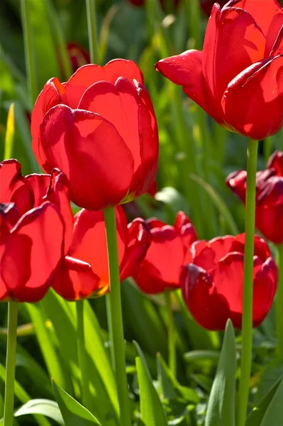 Red Tulips Stock Image