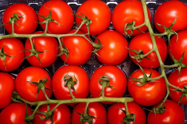 Frutas de tomate —  Fotos de Stock