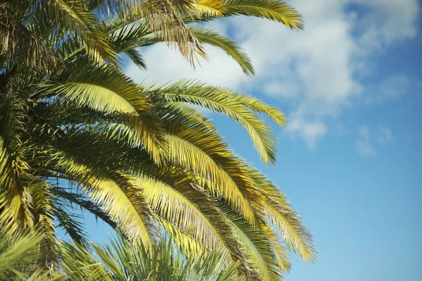 Sul da Califórnia Palm — Fotografia de Stock