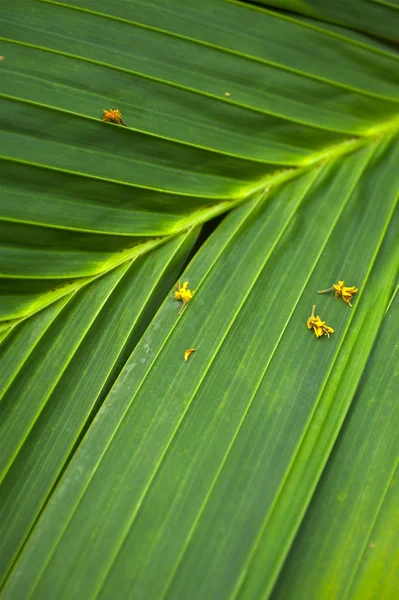 Tropical Palm Leaf