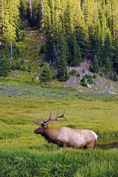 Łosie w colorado — Zdjęcie stockowe