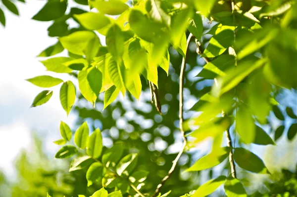 Verão verde — Fotografia de Stock