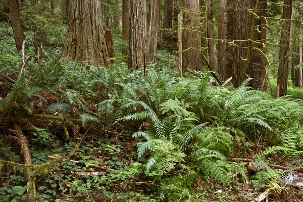 Deep Forest with Ferns — Stock Photo, Image