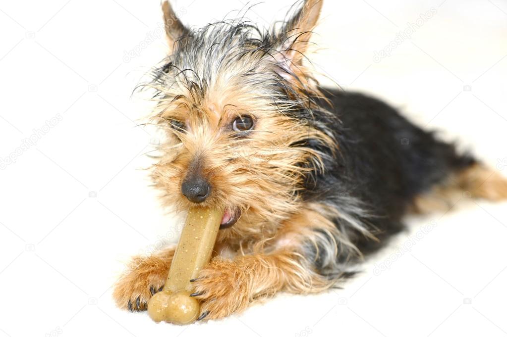 Dog Bone