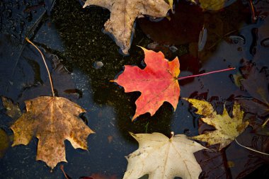 akçaağaç yaprağı suyu