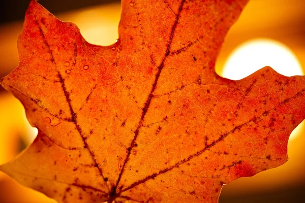 Red Maple Leaf — Stock Photo, Image