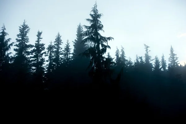 黑暗的森林背景 — 图库照片