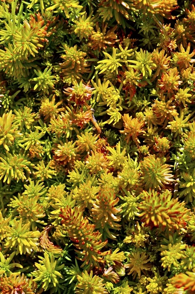 Kleine groene dingen leven — Stockfoto