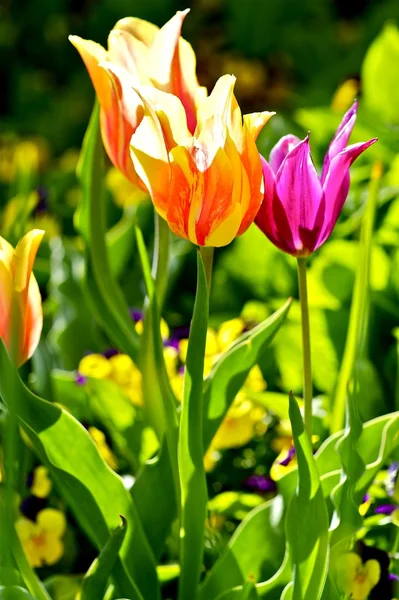 Tulipani variopinti fioriscono — Foto Stock