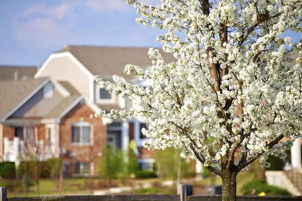 Blossom träd i staden — Stockfoto