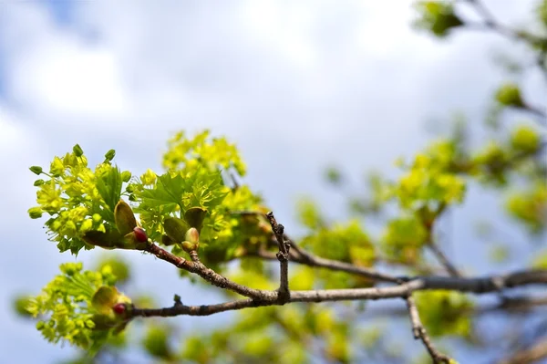 Buds ramo da mola — Fotografia de Stock