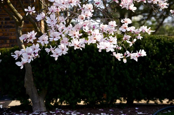 Magnolia — Foto de Stock