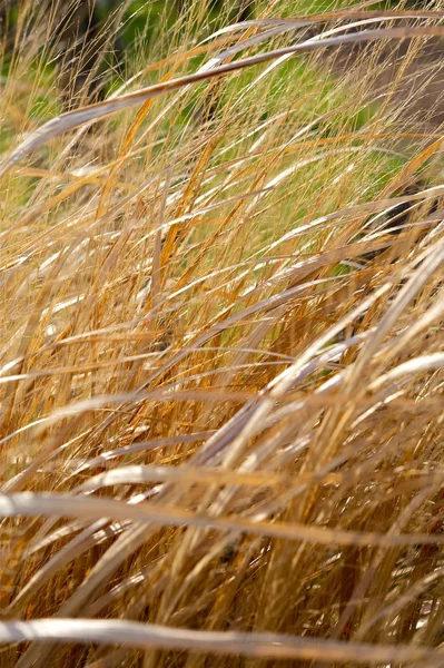 Grasland close-up — Stockfoto