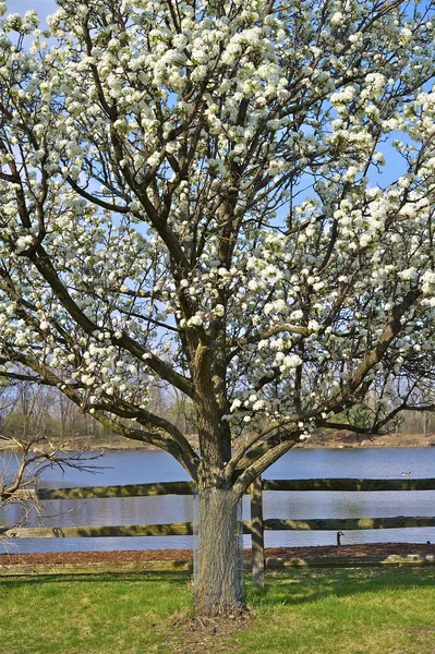 Divoká švestka strom — Stock fotografie
