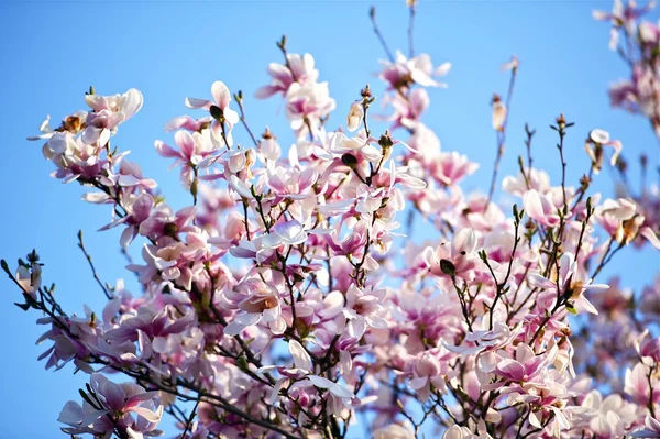 Magnolienblütenbaum — Stockfoto