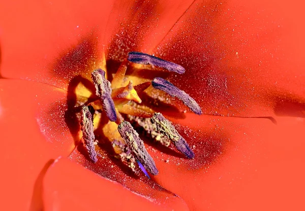 Macro fiore rosso — Foto Stock