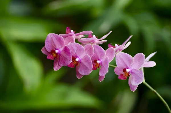 Flor tropical minúscula — Fotografia de Stock