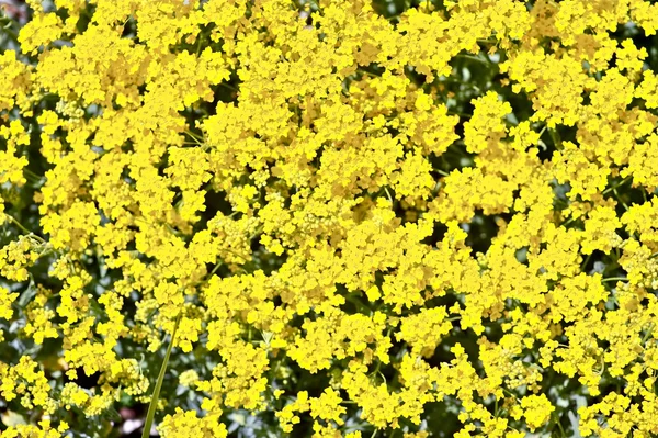 Yellow Flowering Background — Stock Photo, Image