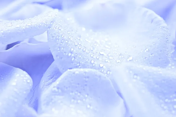Blue Flower Petals — Stock Photo, Image