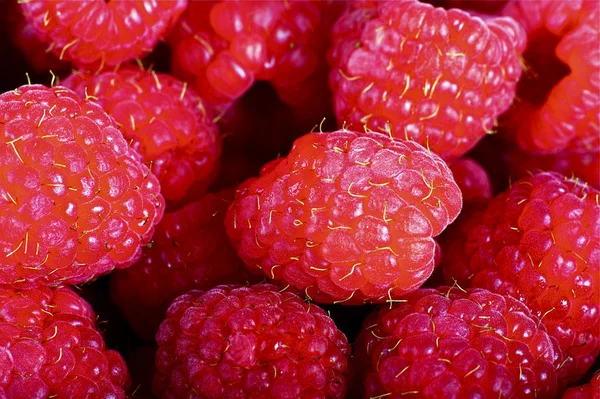 Fresh Raspberry — Stock Photo, Image