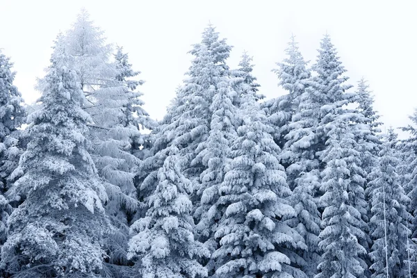 Paesaggio invernale — Foto Stock