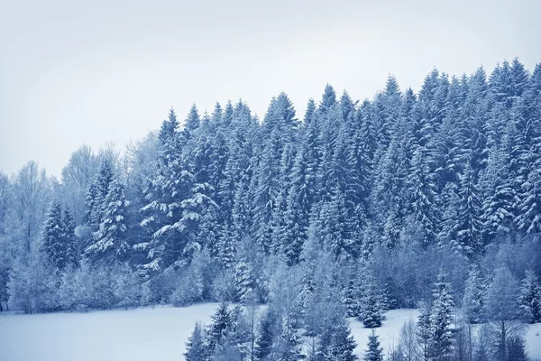 Snöig skogslandskap — Stockfoto