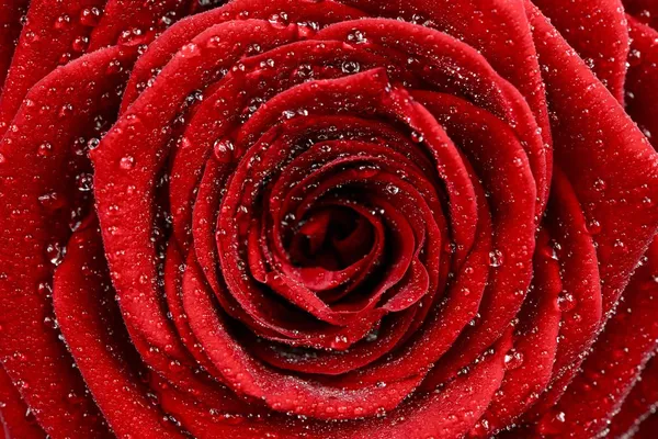 kırmızı gül gülümsemek