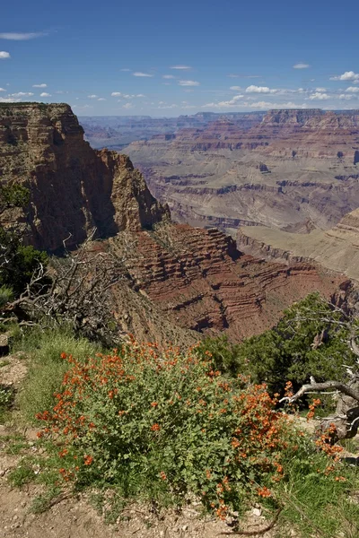 Grand Canyon Scenario — Foto Stock