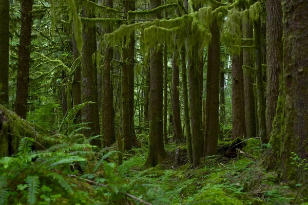 A floresta tropical mais setentrional dos EUA — Fotografia de Stock
