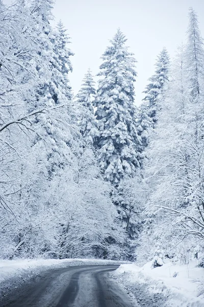 Vinter landskap - skogsväg — Stockfoto