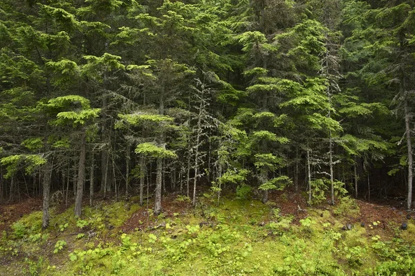 Montana skog — Stockfoto