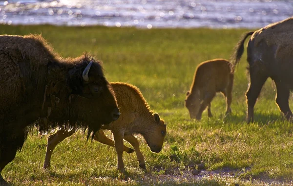 Bisonti del Wyoming — Foto Stock