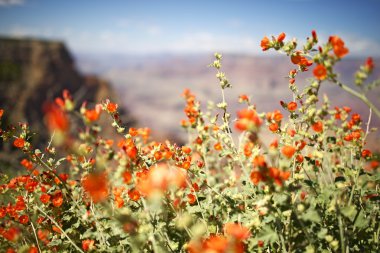 Arizona kırmızı çiçekler