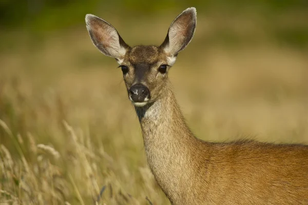 Young Deer — Stock Photo, Image