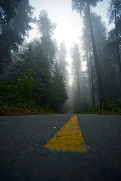 Dimmigt skogen köra — Stockfoto