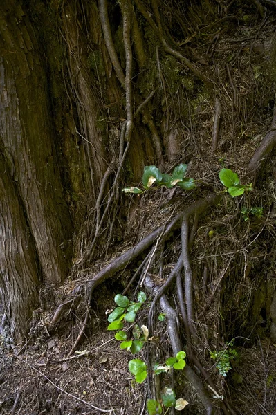 Rainforest Tree Roots — Stock Photo, Image