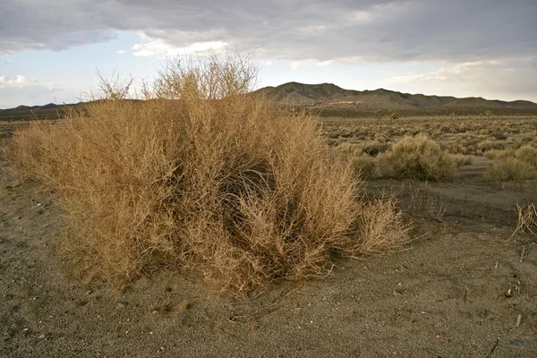 Paisaje del desierto —  Fotos de Stock