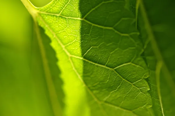 Green Leaf Closeup — Stock Photo, Image