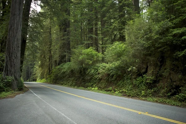 Redwood Ormanında Yol — Stok fotoğraf