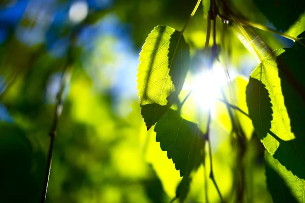Ramos de árvores de verão — Fotografia de Stock
