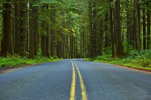 Mossy Forest Road — Stock Photo, Image