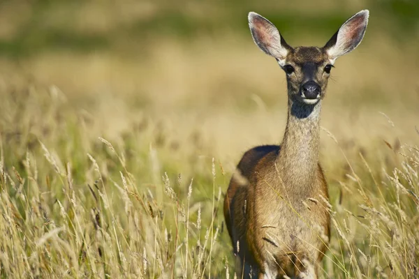 The Elk — Stock Photo, Image