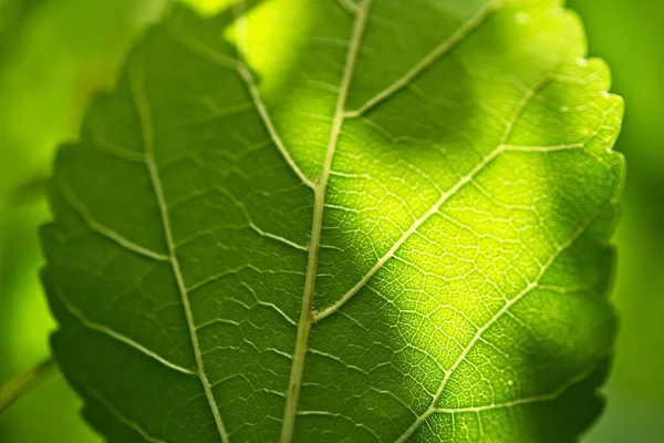 Hoja de verano verde — Foto de Stock