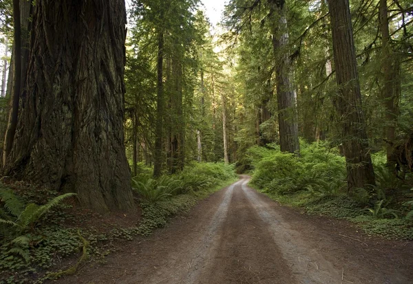 Redwood orman köy yolunda — Stok fotoğraf