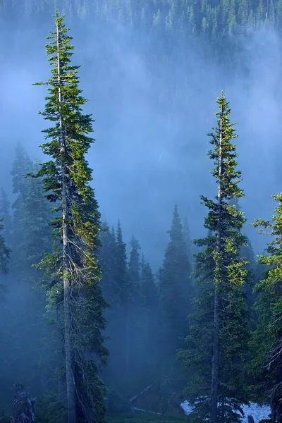 Niebla en el bosque —  Fotos de Stock