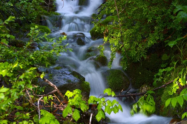 Primo piano della foresta — Foto Stock