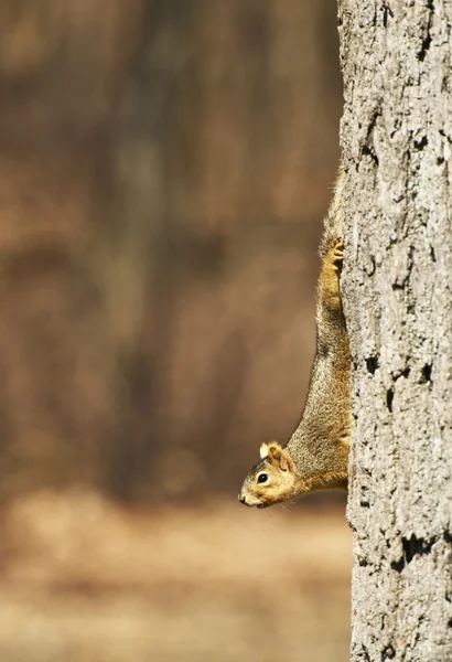 Eichhörnchen auf Baum — Stockfoto