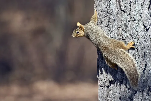 Drzewo wiewiórki — Zdjęcie stockowe